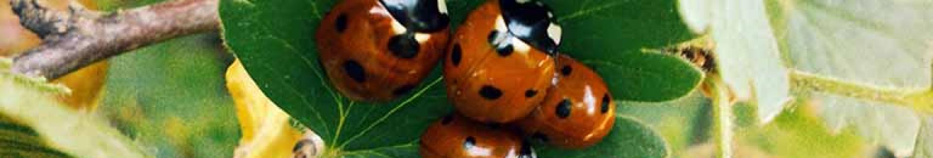 Duurzaam beheer van de openbare ruimtes